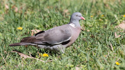 pigeon on grass