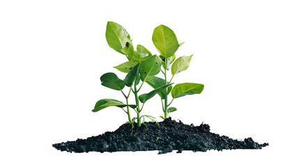 A vibrant green plant with lush leaves emerging from rich black soil, set against a clean white backdrop, png