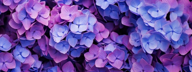 Fototapeta premium Selective focus on beautiful bush of blooming blue, purple Hydrangea or Hortensia flowers (Hydrangea macrophylla) and green leaves under the sunlight in summer. Natural background.