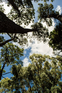 trees in the forest