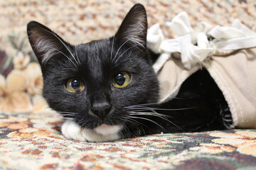 A black young cat after surgery in a blanket, bandage