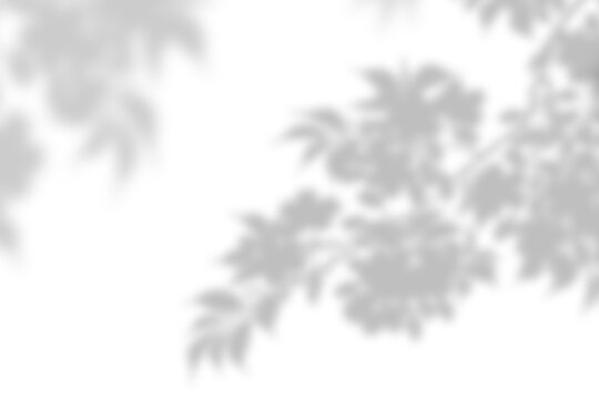 PNG tree shadow design element