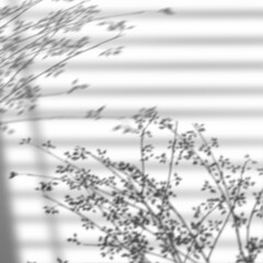 PNG floral branch and window shadow