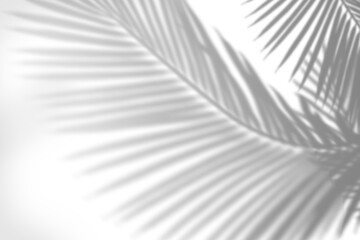 Fototapeta premium PNG palm tree shadow design element