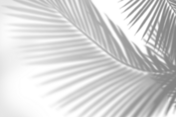 PNG palm tree shadow design element