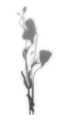 Obraz premium PNG floral branch shadow design element