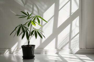 Minimalist Potted Plant with Long Shadows