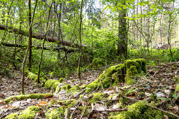 The first green of the forest emerges in spring, with tender leaves and fresh shoots bringing life to the woodland. This renewal showcases nature's cycle, creating a serene and vibrant atmosphere