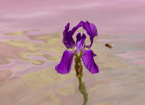 Flying bee, sun on wing approaching iris