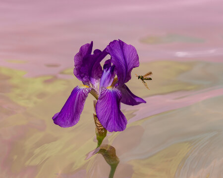 Wasp approaching iris from side over water