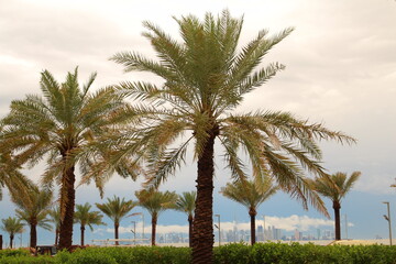 A group of palm trees