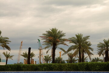 A group of palm trees with a cloudy sky