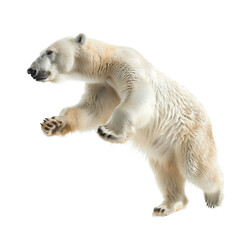 Fototapeta premium Standing polar bear side view isolated on white