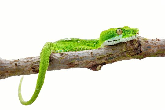 green snake on tree branch isolated on white background highquality stock photo