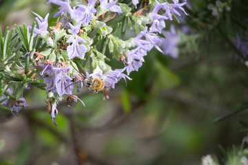 Rosmarinblüten mit einer Biene
