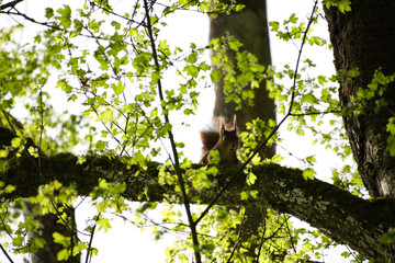 Eichh&ouml;rnchen schaut herab