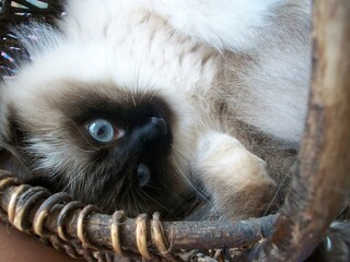 Balinese cat with blue eyes