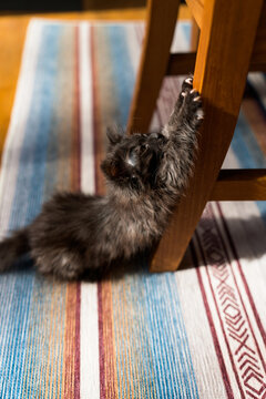 Stretching Kitten