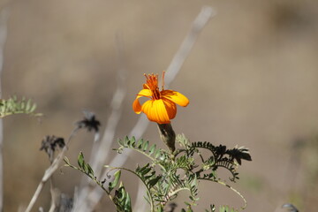 Beautiful flower of the Andes in Peru