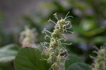 Fothergilla gardenii fruit