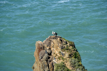 stork nesting on cliff at the atlantic coast in Alentejo, Portugal