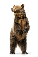 Standing bear looking upwards with intrigue