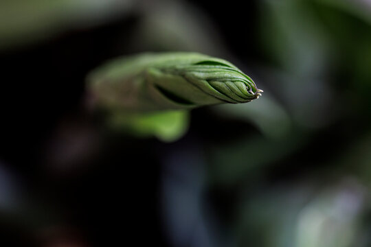 Houseplant, raven, zamioculcas zamiifolia