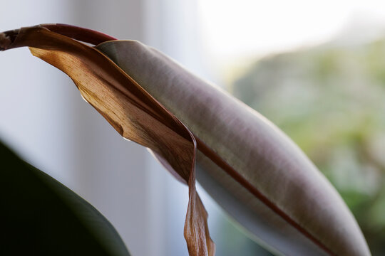 Houseplant rubbertree