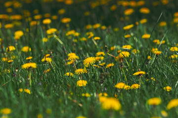 yellow dandelions on meadow