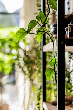 Houseplant, dragon ivy, epipremnum