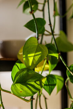 Houseplant, dragon ivy, epipremnum