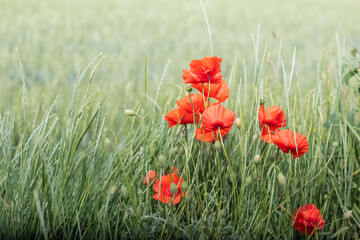 Red poppy flowers in a field among green grass, copy space