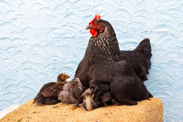 Little chicks hide under the hen