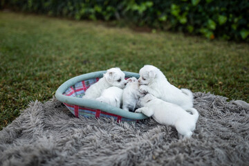 dog puppies playing together in the garden at home