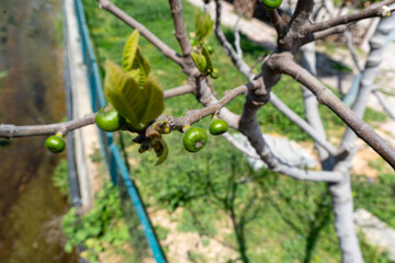 Fig fruits on the tree