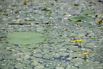 Yellow pond lilies and pond lily leaves