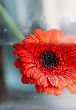 Gerbera.