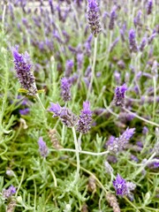 Violet lavender flowers isolated close-up on lavender field background