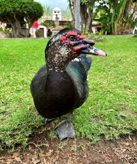 Black and white with red head Muscovy duck or Cairina moschata on green garden background in La Orotava, Tenerife, Canary Islands, Spain