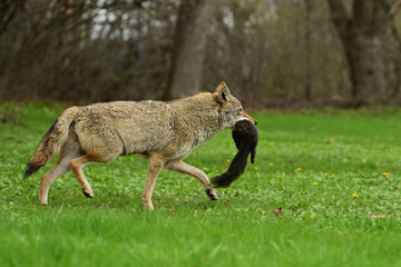Urban wildlife a photograph of a coyote walking across a vacant lot with a black squirrel carried in its mouth