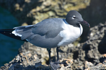 Laughing Gull Up Close and Personal in Aruba - obrazy, fototapety, plakaty