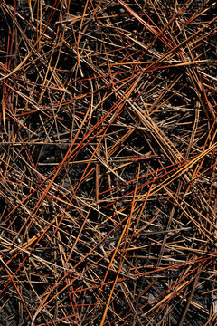 Pine Needle Nature Texture