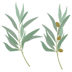 Set of two different olive tree branches