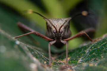 macro of a bug