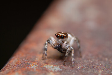 spider on metal