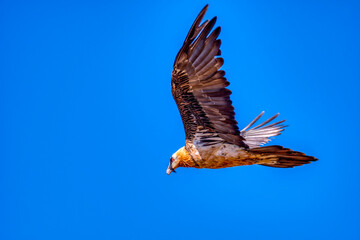 Fototapeta premium Bearded Vulture flying, Gypaetus barbatus in the Pyrenees, Spain.