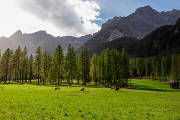 Cows grazing on alpine meadow with scenic view of majestic mountain peaks of Sexten Dolomites, South Tyrol, Italy, Europe. Hiking in panoramic Fischleintal (Val Fiscalina), Italian Alps. Wanderlust
