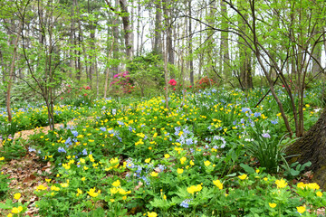 Fototapeta premium Woods forest with bluebells flowers, azaleas and yellow poppies wildflowers blooming