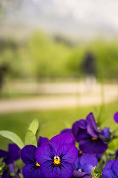 purple flowers in the garden