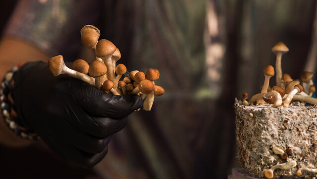 Harvesting Psilocybin Mushrooms
